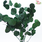 Preserved Eucalyptus Silver Dollar Bleached - Dark Green (Per Bunch)-Dark Green-China-prflorist.com.my