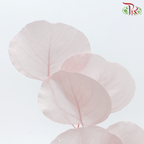 Preserved Eucalyptus Silver Dollar Bleached - Light Pink (Per Bunch)-Light Pink-China-prflorist.com.my
