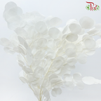 Preserved Eucalyptus Silver Dollar Bleached - White (Per Bunch)-White-China-prflorist.com.my