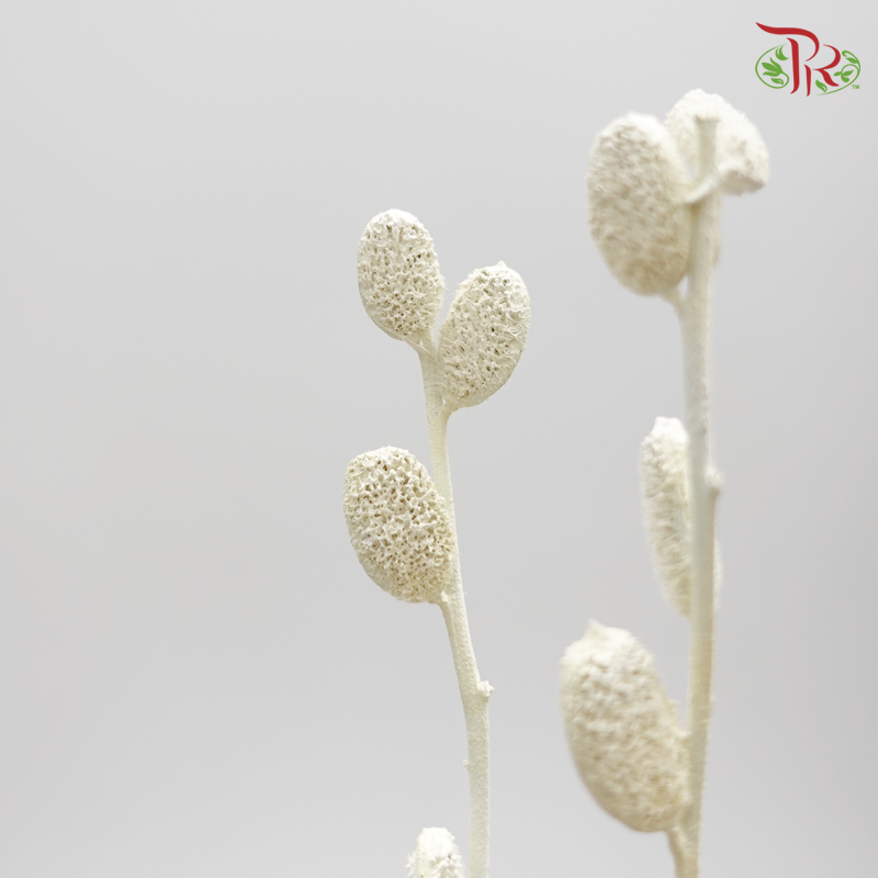 Preserved Fibigia - Light Green (1016-0-012)-Green-Japan-prflorist.com.my