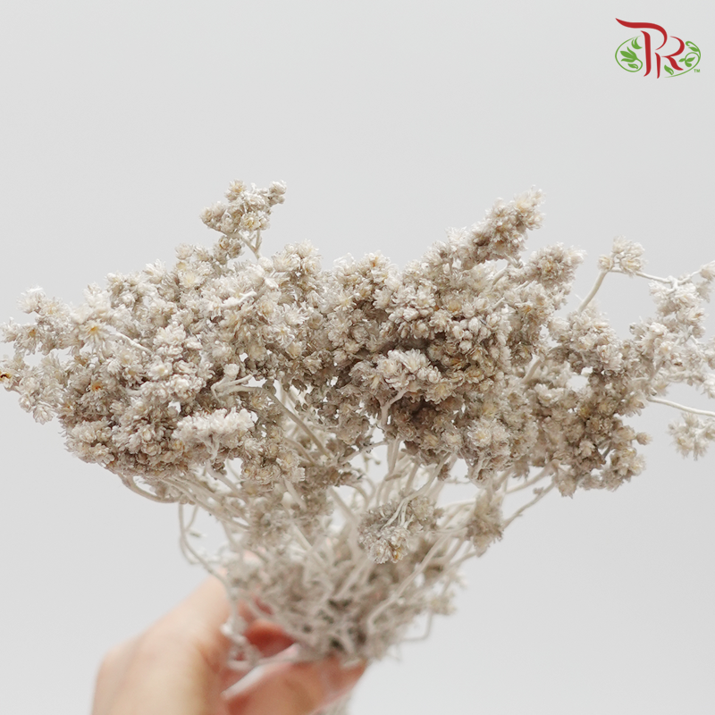 Preserved Helichrysum Crispum - ( Grey )-Grey-Japan-prflorist.com.my