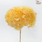 Preserved Hydrangea - Amber Orange (Per Stem)-Orange-China-prflorist.com.my