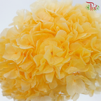 Preserved Hydrangea - Amber Orange (Per Stem)-Orange-China-prflorist.com.my