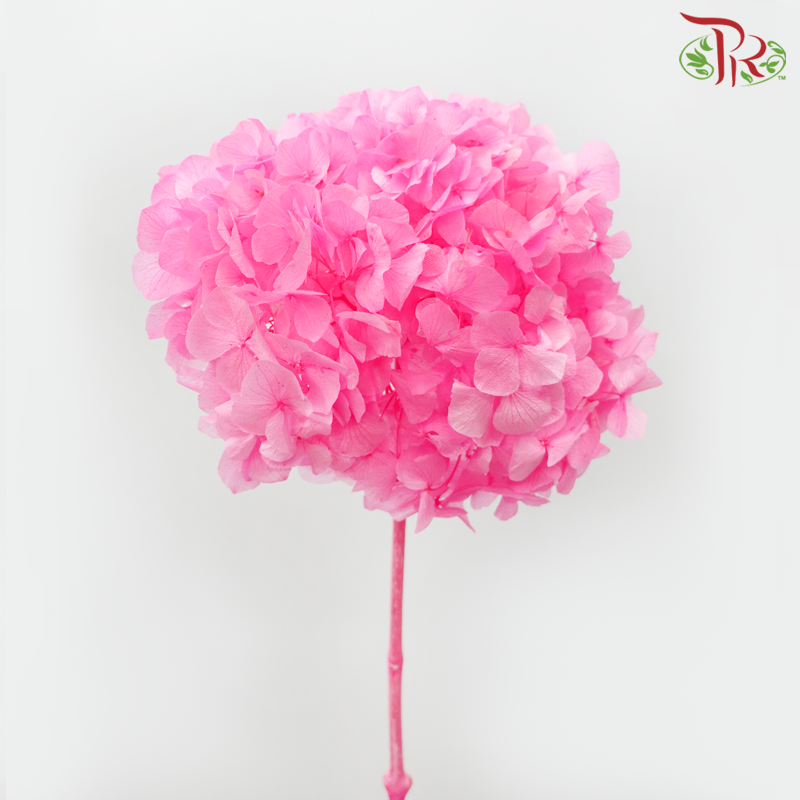 Preserved Hydrangea - Bubblegum Pink (Per Stem)-Pink-China-prflorist.com.my