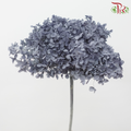 Preserved Hydrangea - Dark Grey (Per Stem)-Dark Grey-China-prflorist.com.my