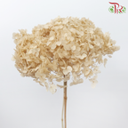 Preserved Hydrangea - Khaki (Per Stem)-Khaki-China-prflorist.com.my