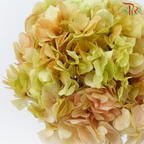 Preserved Hydrangea - Mixed Green & Light Brown (Per Stem)-Green / Light Brown-China-prflorist.com.my