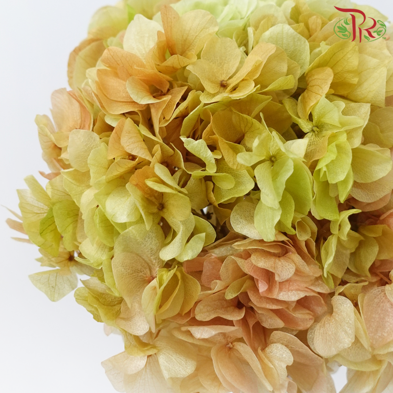 Preserved Hydrangea - Mixed Green & Light Brown (Per Stem)-Green / Light Brown-China-prflorist.com.my