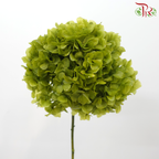 Preserved Hydrangea - Olive Green (Per Stem)-Green-China-prflorist.com.my