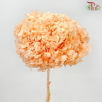 Preserved Hydrangea