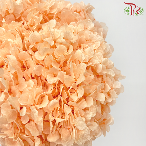 Preserved Hydrangea