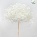 Preserved Hydrangea - White (Per Stem)-White-China-prflorist.com.my