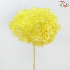 Preserved Hydrangea - Yellow (Per Stem)-Yellow-China-prflorist.com.my