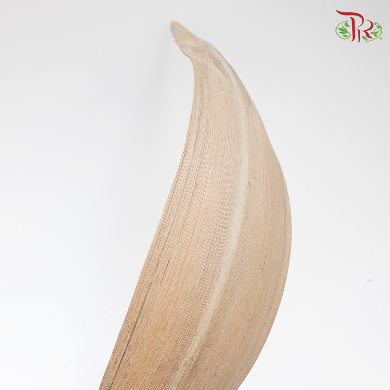 Preserved Palm Boat Natural- Brown (5204-0-000)-Brown-Japan-prflorist.com.my
