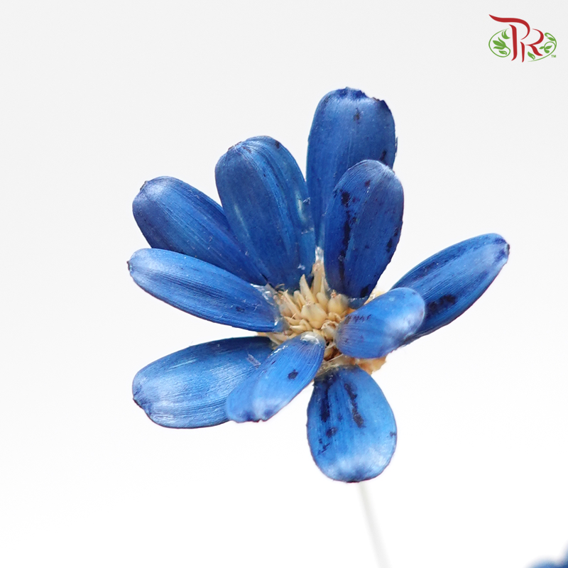 Preserved Petite Flower - Dark Blue (3214-0-600)-Blue-Japan-prflorist.com.my