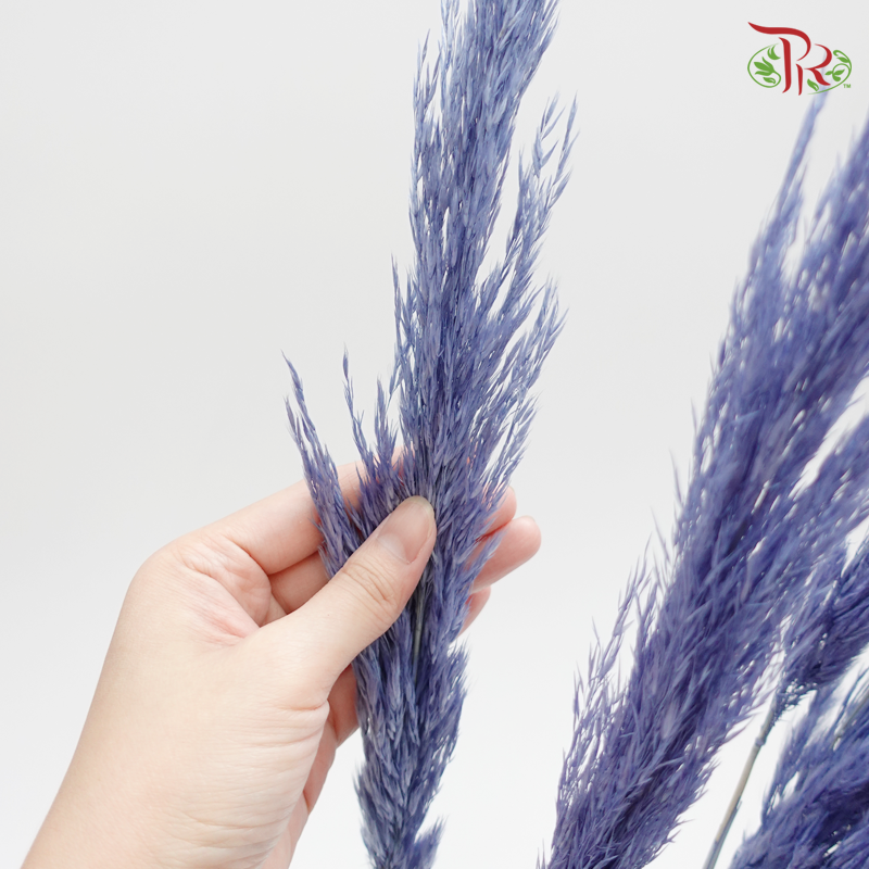 Preserved Plume Reed - Blue (5132-0-681)-Blue-Japan-prflorist.com.my