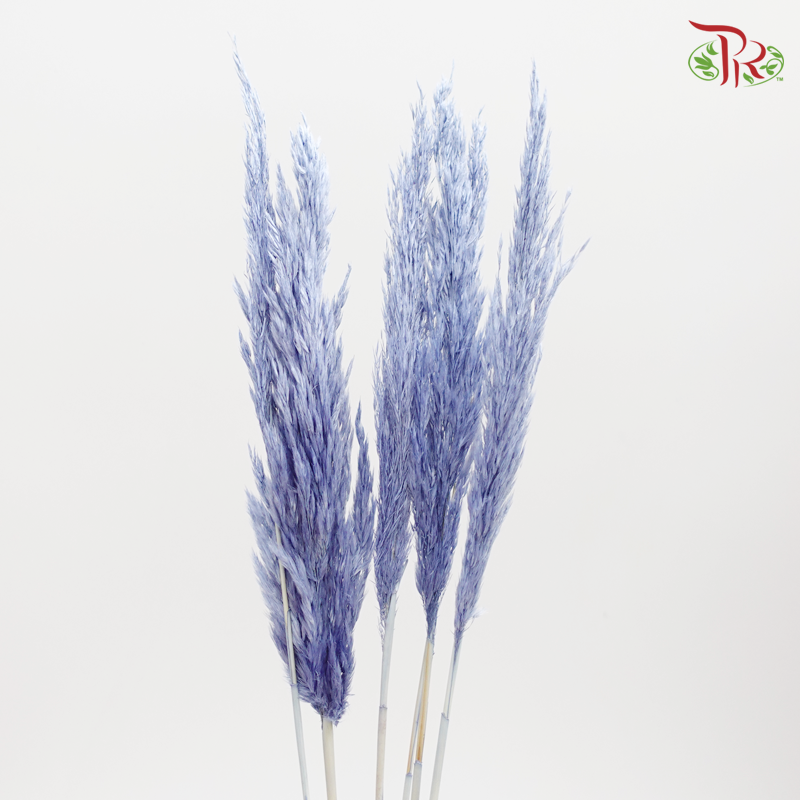 Preserved Plume Reed - Blue (5132-0-681)-Blue-Japan-prflorist.com.my