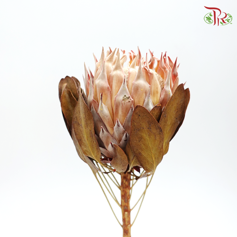 Preserved Protea Cynaroides (4034-2-000)-Japan-prflorist.com.my