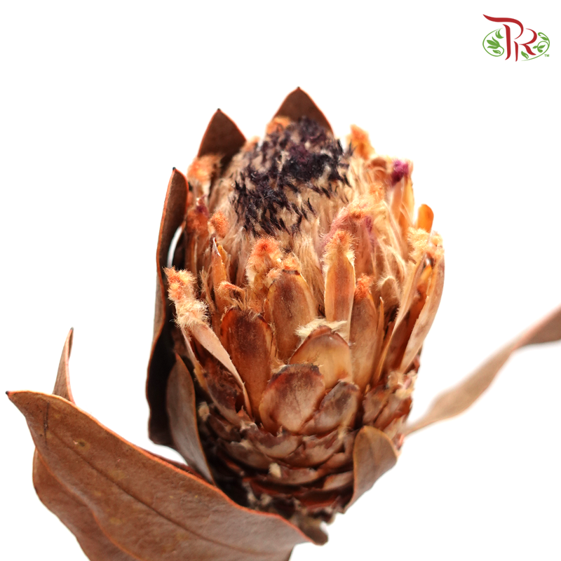 Preserved Protea Magnifica (4033-0-000)-Japan-prflorist.com.my