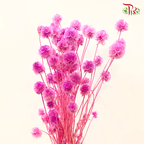 Preserved Scabiosa - Cherry Pink (Per Bunch)#7-Cherry Pink-China-prflorist.com.my