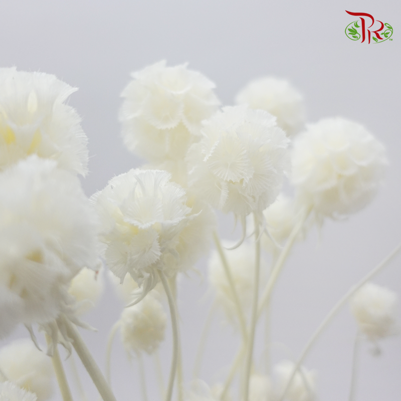 Preserved Scabiosa - White (Per Bunch)-White-China-prflorist.com.my