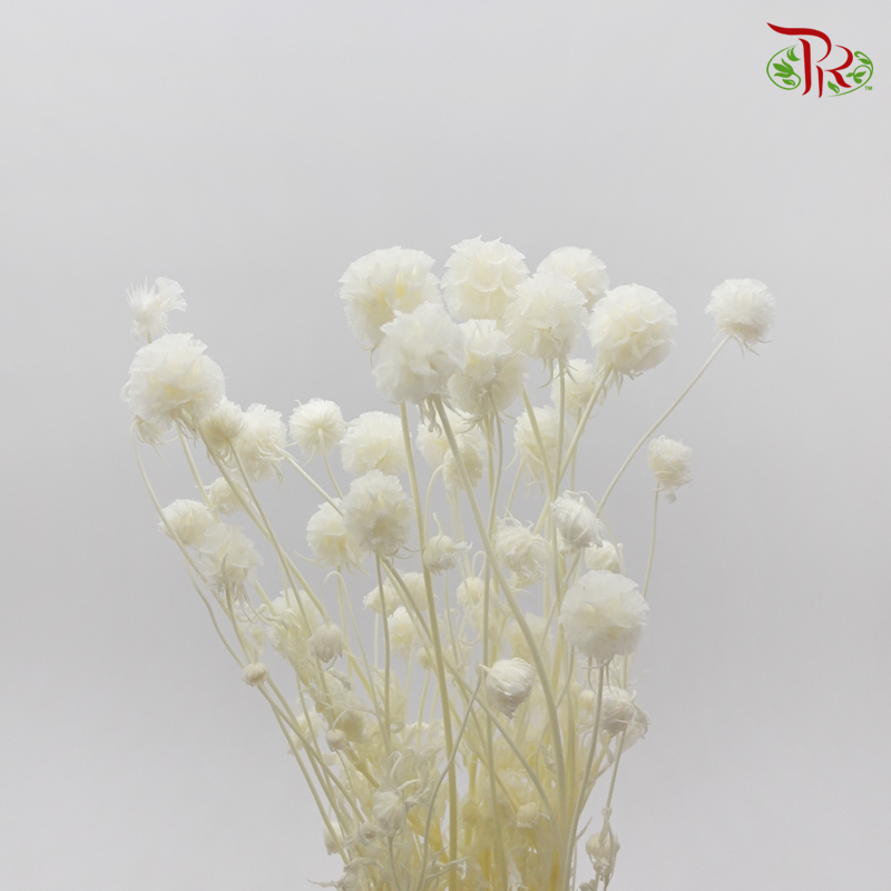 Preserved Scabiosa - White (Per Bunch)-White-China-prflorist.com.my