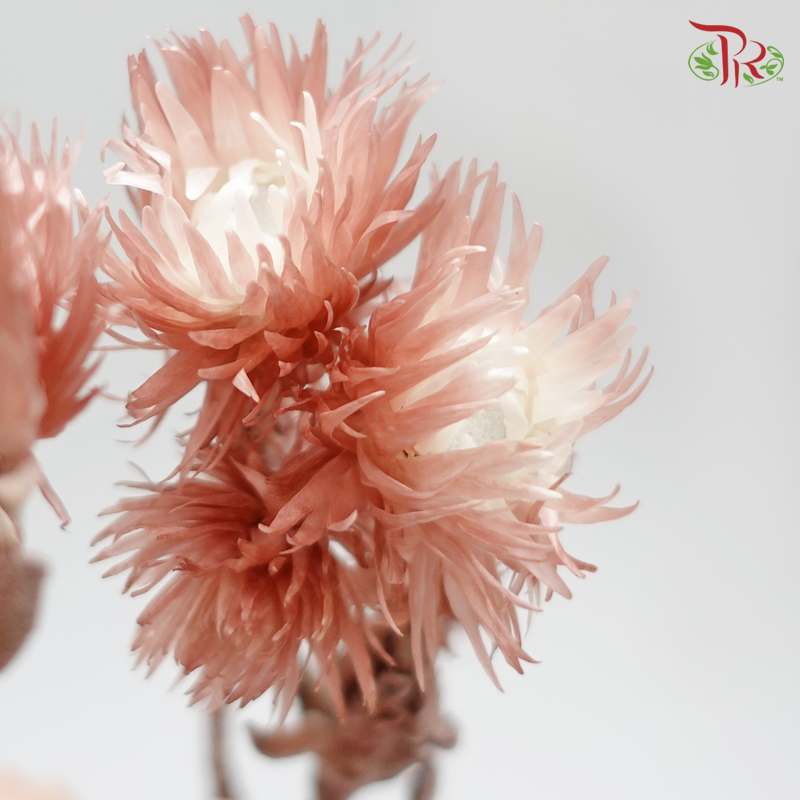 Preserved Silver Daisy (3200-0-190)-Red-Japan-prflorist.com.my