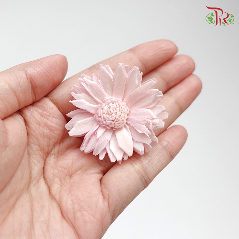 Preserved Sola Marguerite (Small Head)-Pink-Japan-prflorist.com.my