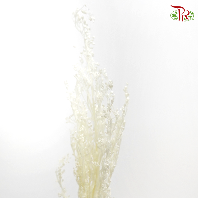 Preserved Solidago Bleached - (Per Bunch)-Bleached-China-prflorist.com.my