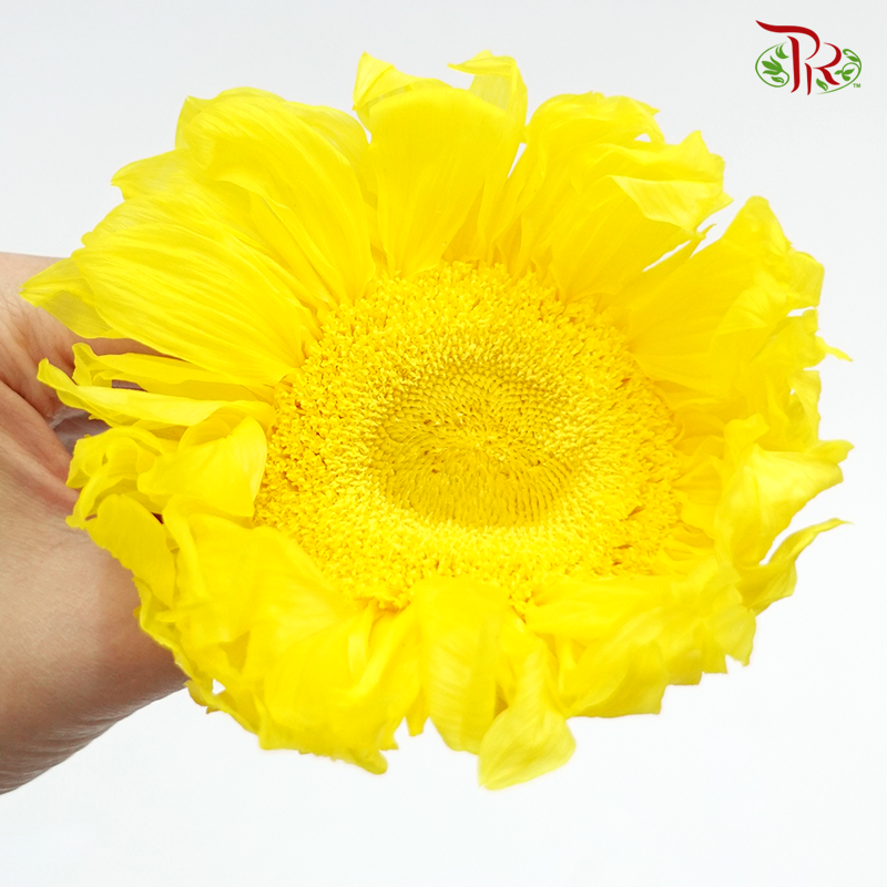 Preserved Sunflower - Inner Yellow (Per Bloom)-Yellow-China-prflorist.com.my