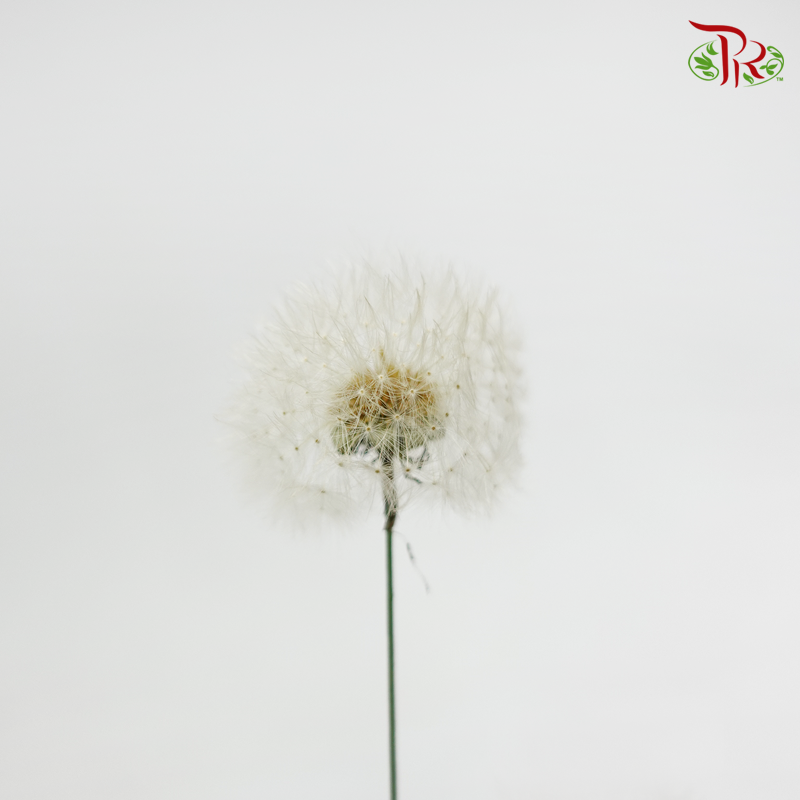 Preserved Taraxacum - (3 stems)-White-Japan-prflorist.com.my