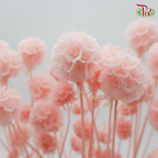 Preserved Scabiosa - Light Pink (Per Bunch) #6 - Pudu Ria Florist