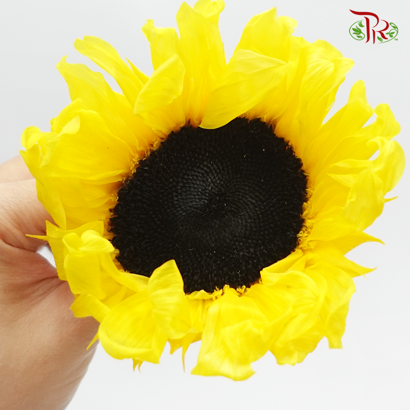 Preserved Sunflower - Inner Black (Per Bloom) - Pudu Ria Florist
