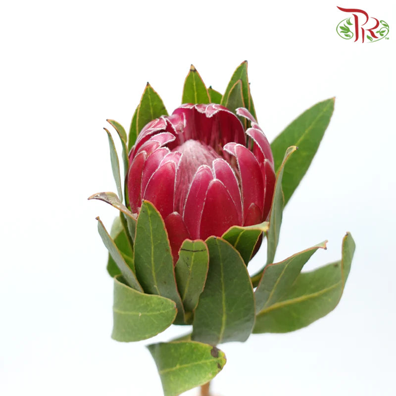 Protea Brenda - (2 Stems)