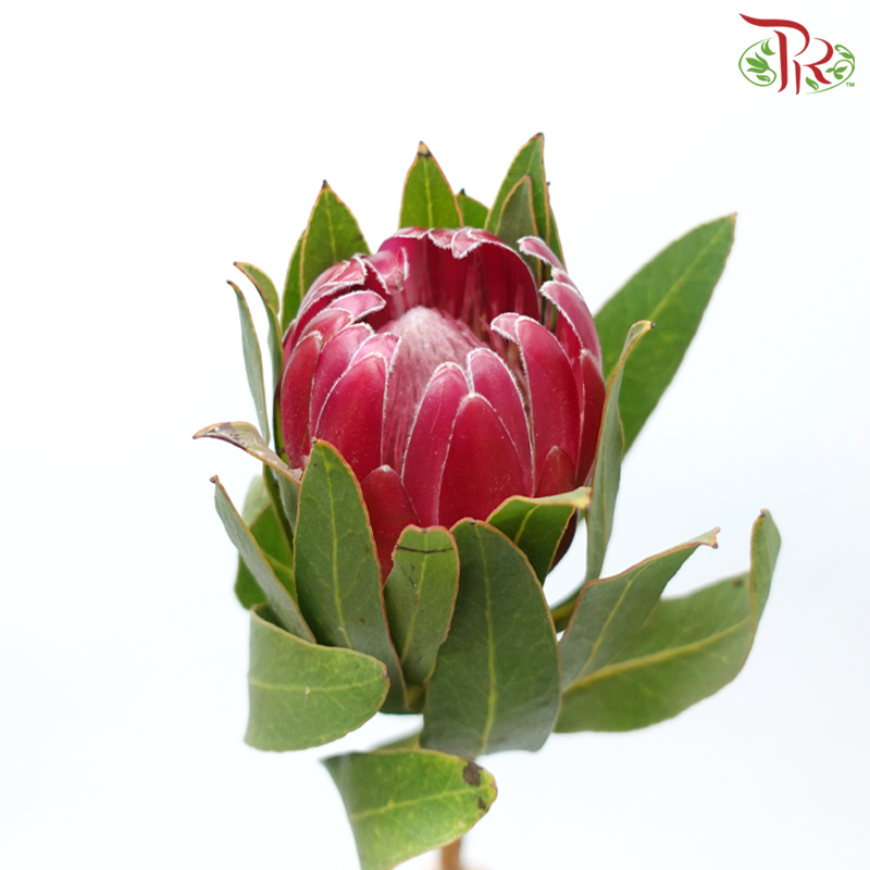 Protea - Brenda (2 Stems)-Pink-Africa-prflorist.com.my