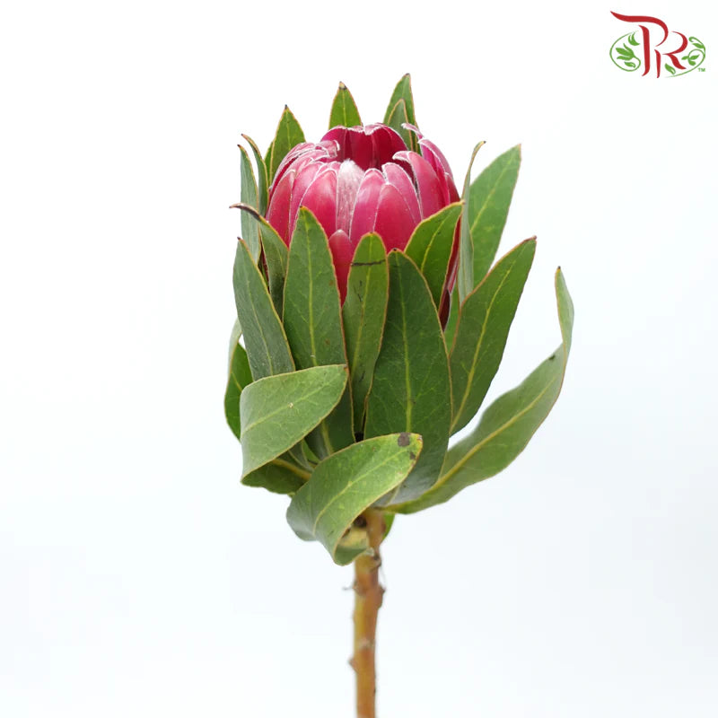 Protea Brenda - (2 Stems)