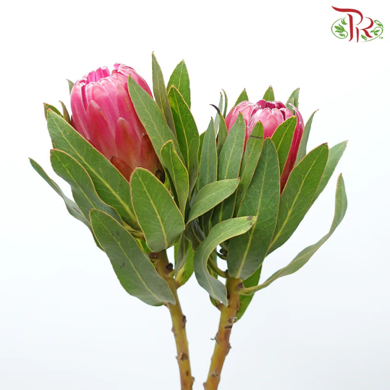 Protea Brenda - (2 Stems)