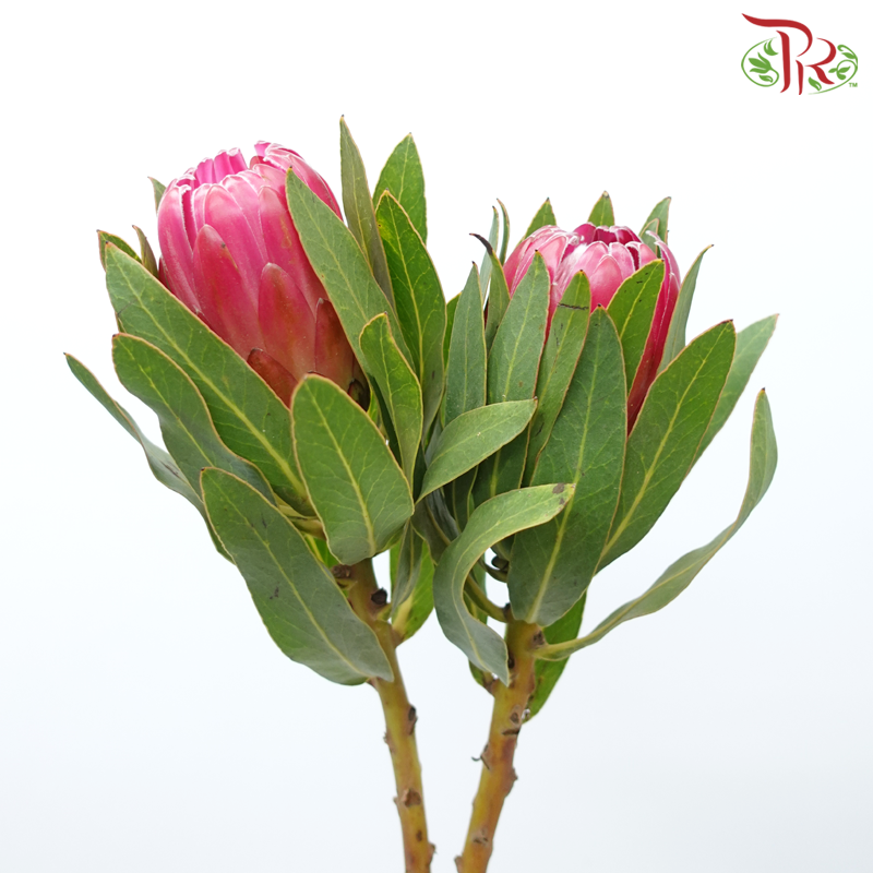 Protea - Brenda (2 Stems)-Pink-Africa-prflorist.com.my