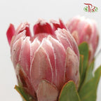 Protea Carnival - (2 Stems)-Pink-Africa-prflorist.com.my