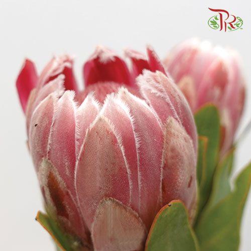 Protea Carnival - (2 Stems)-Pink-Africa-prflorist.com.my
