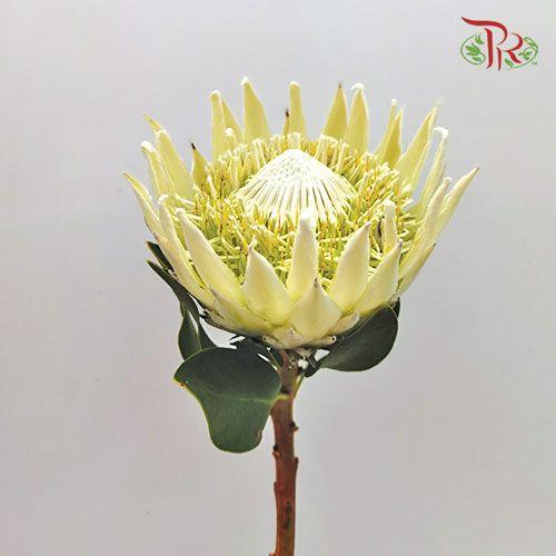 Protea Full Moon - (Per Stem)-White-Africa-prflorist.com.my