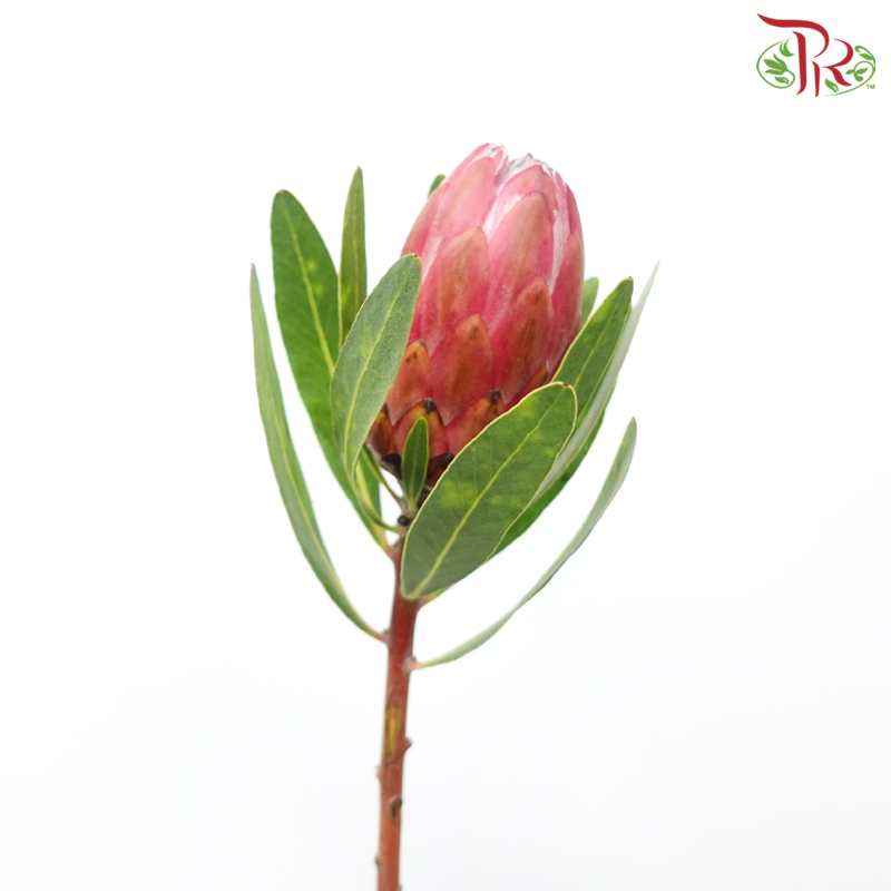Protea - Lancelot (2 Stems)-Pink-Africa-prflorist.com.my