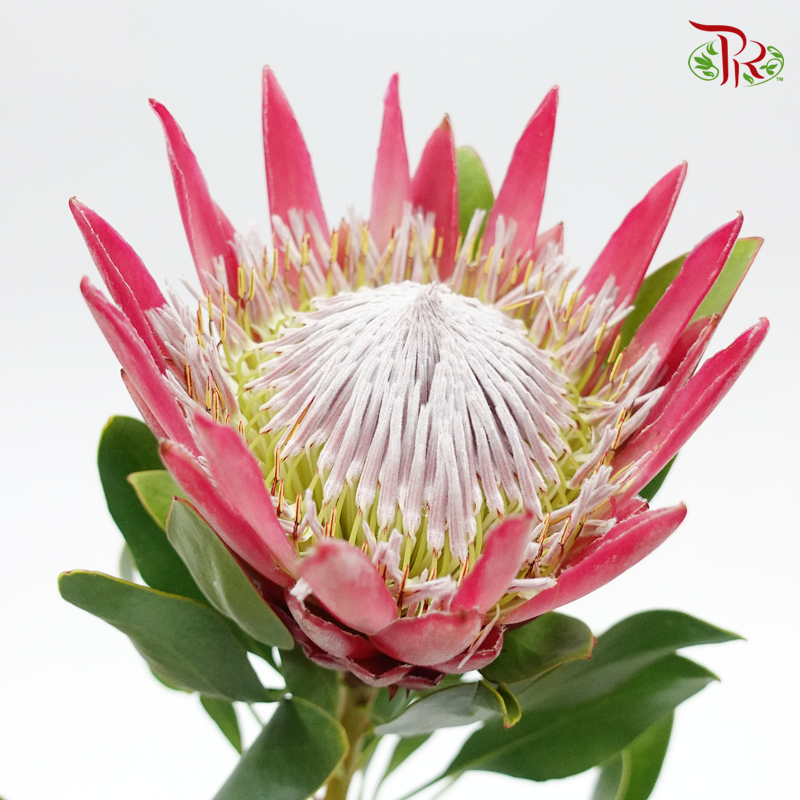 Protea Madiba - (2 Stems)-Red-Netherland-prflorist.com.my