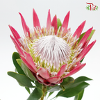 Protea Madiba - (2 Stems)-Red-Netherland-prflorist.com.my