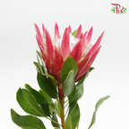 Protea Madiba - (2 Stems)-Red-Netherland-prflorist.com.my