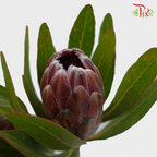 Protea Pink Ice - (2 Stems)-Pink-Africa-prflorist.com.my