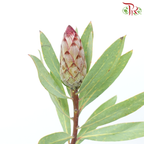 Protea - Robyn (2 Stems)-Pink-Africa-prflorist.com.my