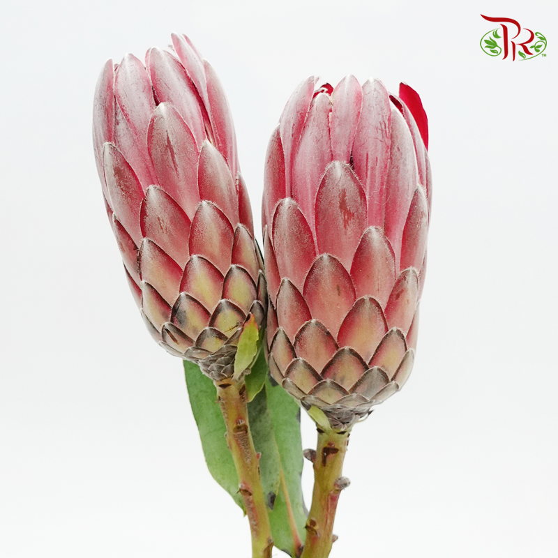Protea Sharonet/ Sylvia - (2 Stems)-Red-Africa-prflorist.com.my
