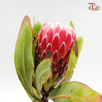 Protea Venus - (2 Stems)-Pink-Africa-prflorist.com.my