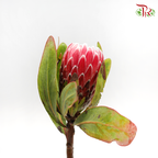 Protea Venus - (2 Stems)-Pink-Africa-prflorist.com.my